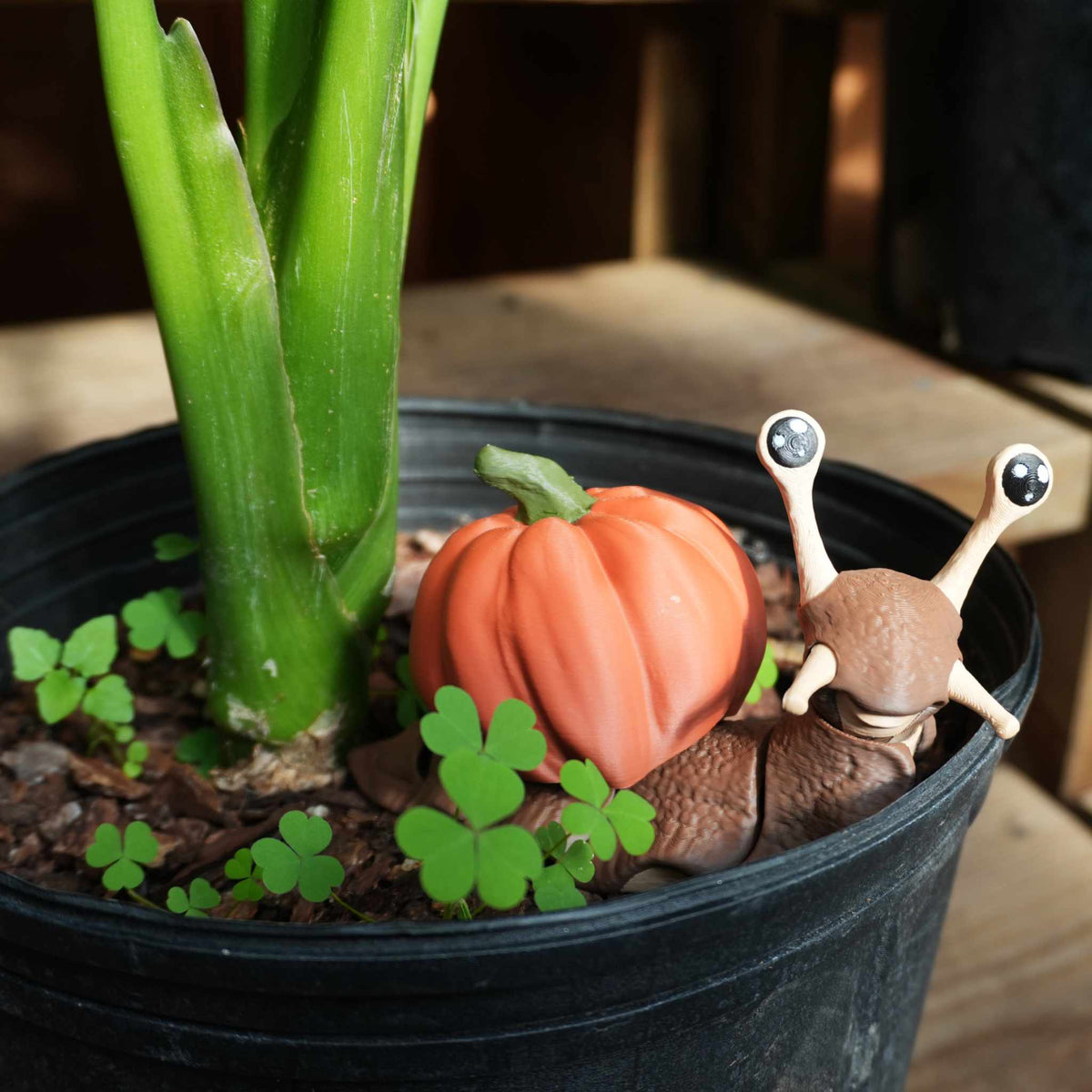 Brown snail with a removable pumpkin shell beside clover in a plant pot